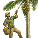 Areca Nut Harvester icon