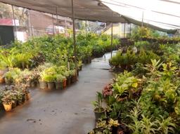 Vanadurga Nursery Kumta