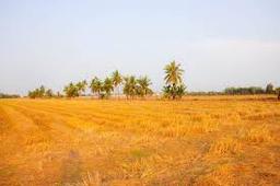 Somu Thimmanna Gouda